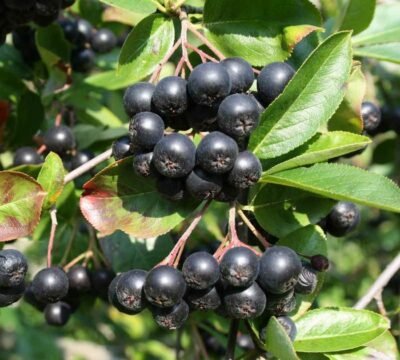 aronia-1-1-400x360